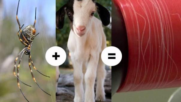 Goats which can produce spider-like silk in their milk